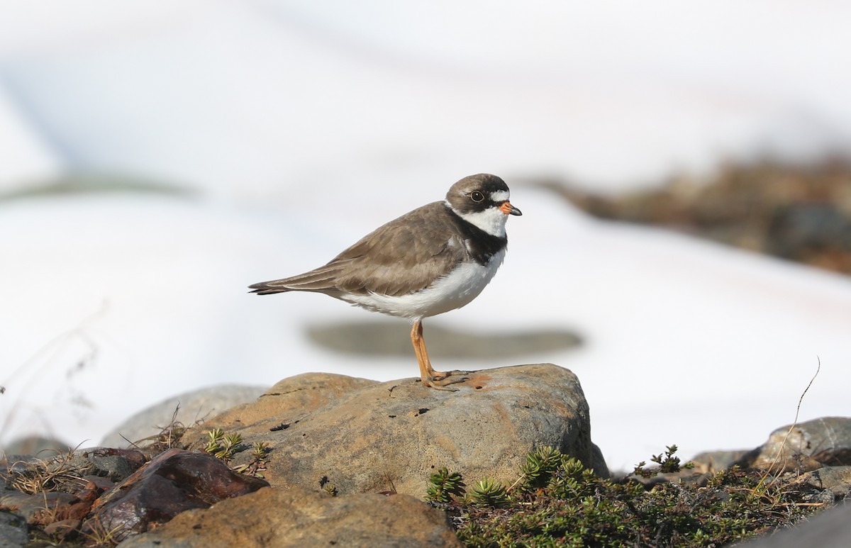 Chorlitejo Semipalmeado - ML621693490