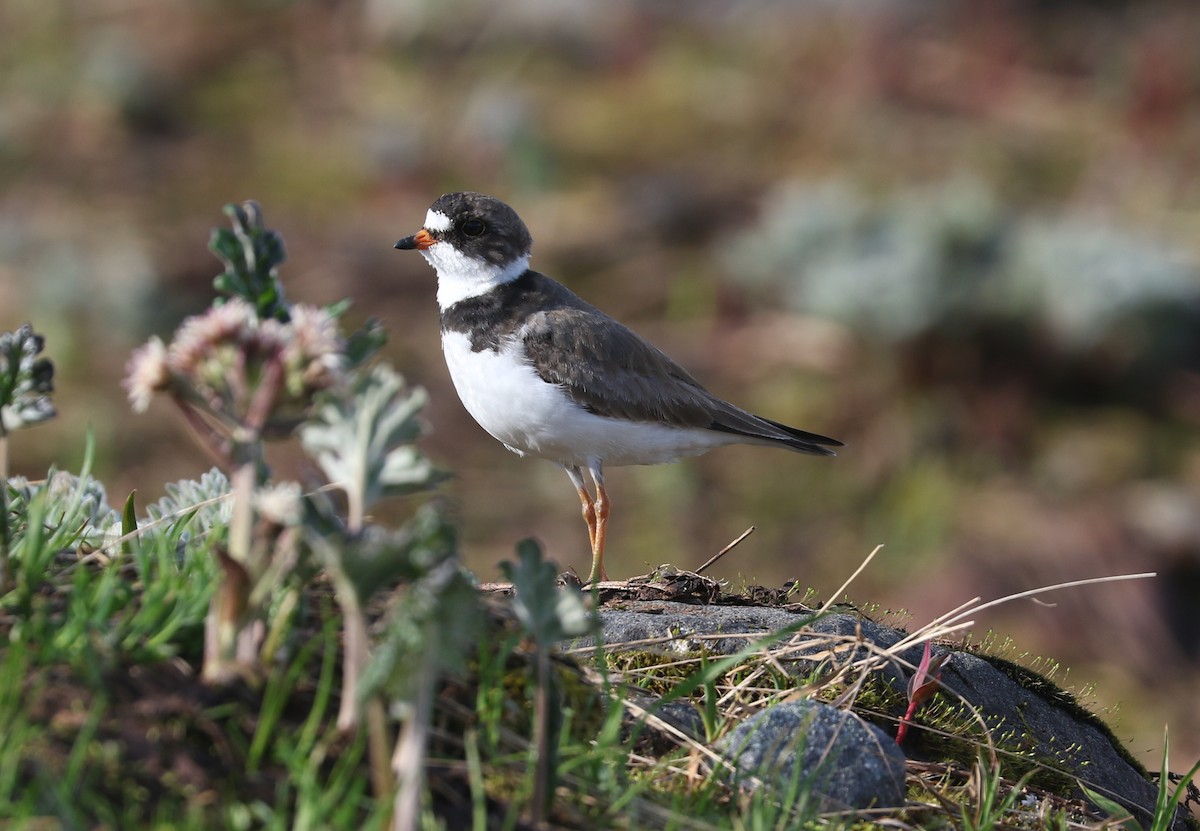 Chorlitejo Semipalmeado - ML621693493