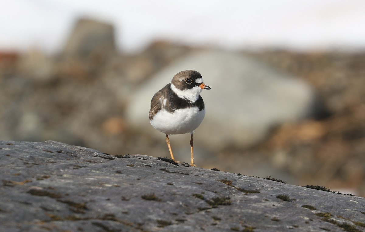 Chorlitejo Semipalmeado - ML621693496