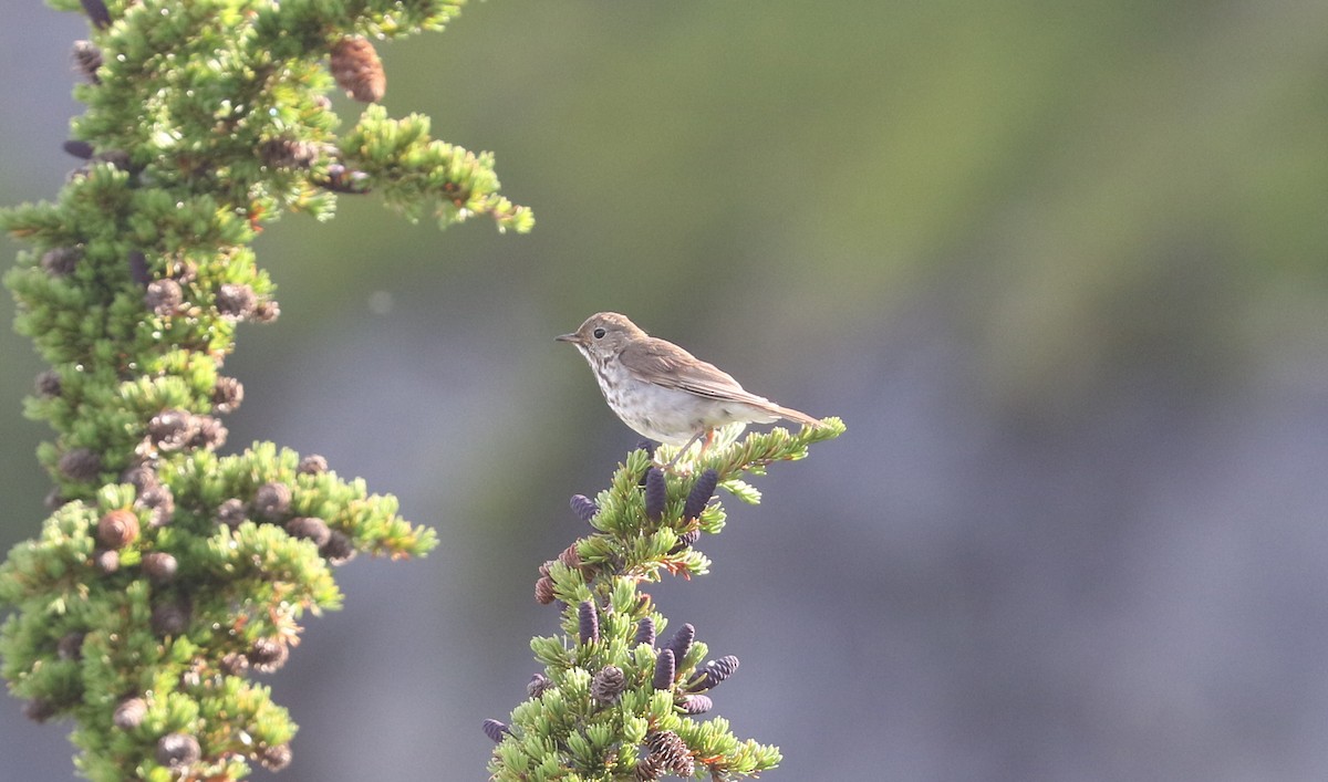 Zorzalito Colirrufo - ML621693516