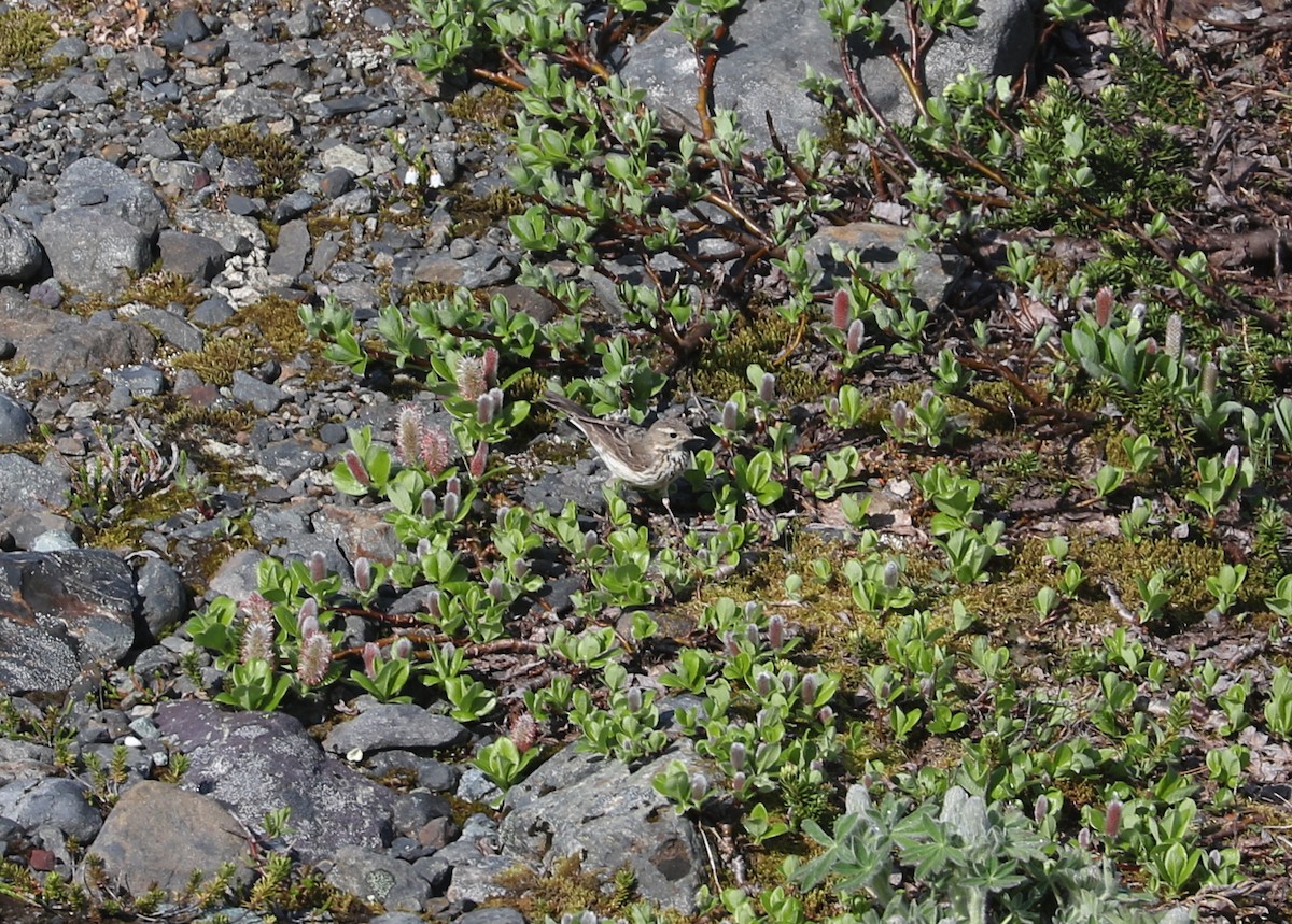 Bisbita Norteamericano - ML621693523