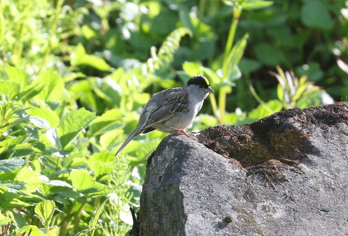 Chingolo Coronidorado - ML621693532