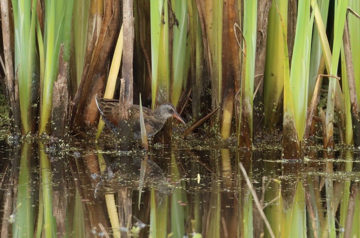 Virginia Rail - ML621693544