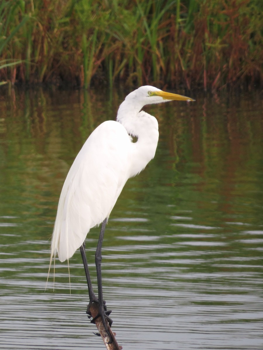 Great Egret - ML621693566