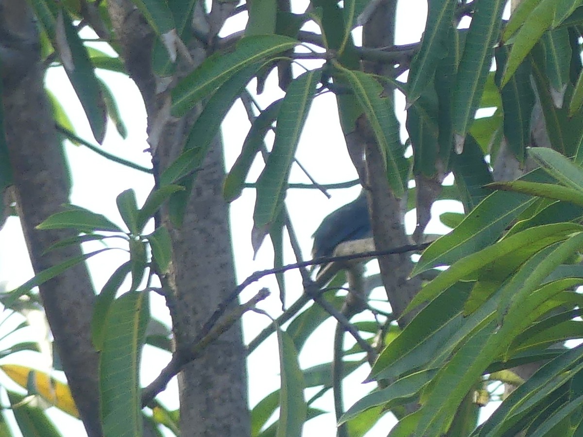 Blue-gray Tanager - ML621693578