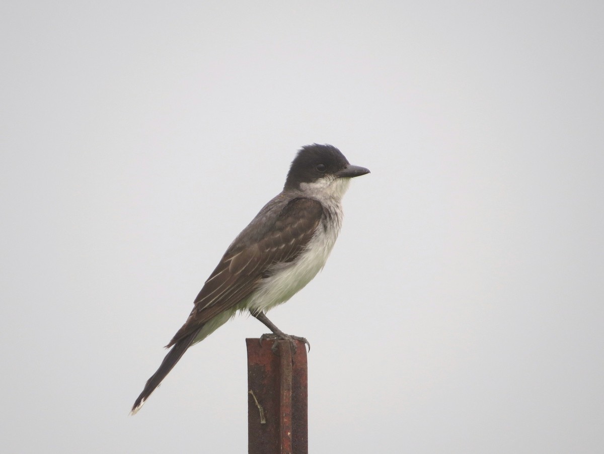 Eastern Kingbird - ML621693605