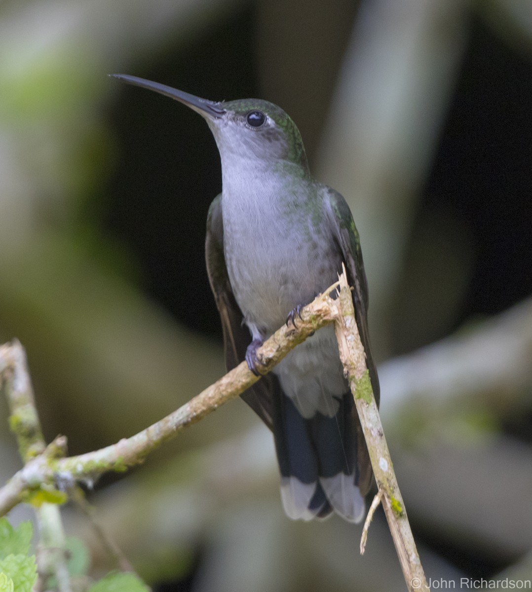 Gray-breasted Sabrewing - ML621693607