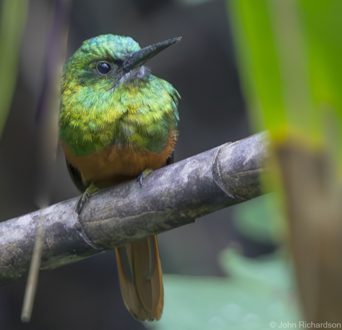 Bluish-fronted Jacamar - John Richardson