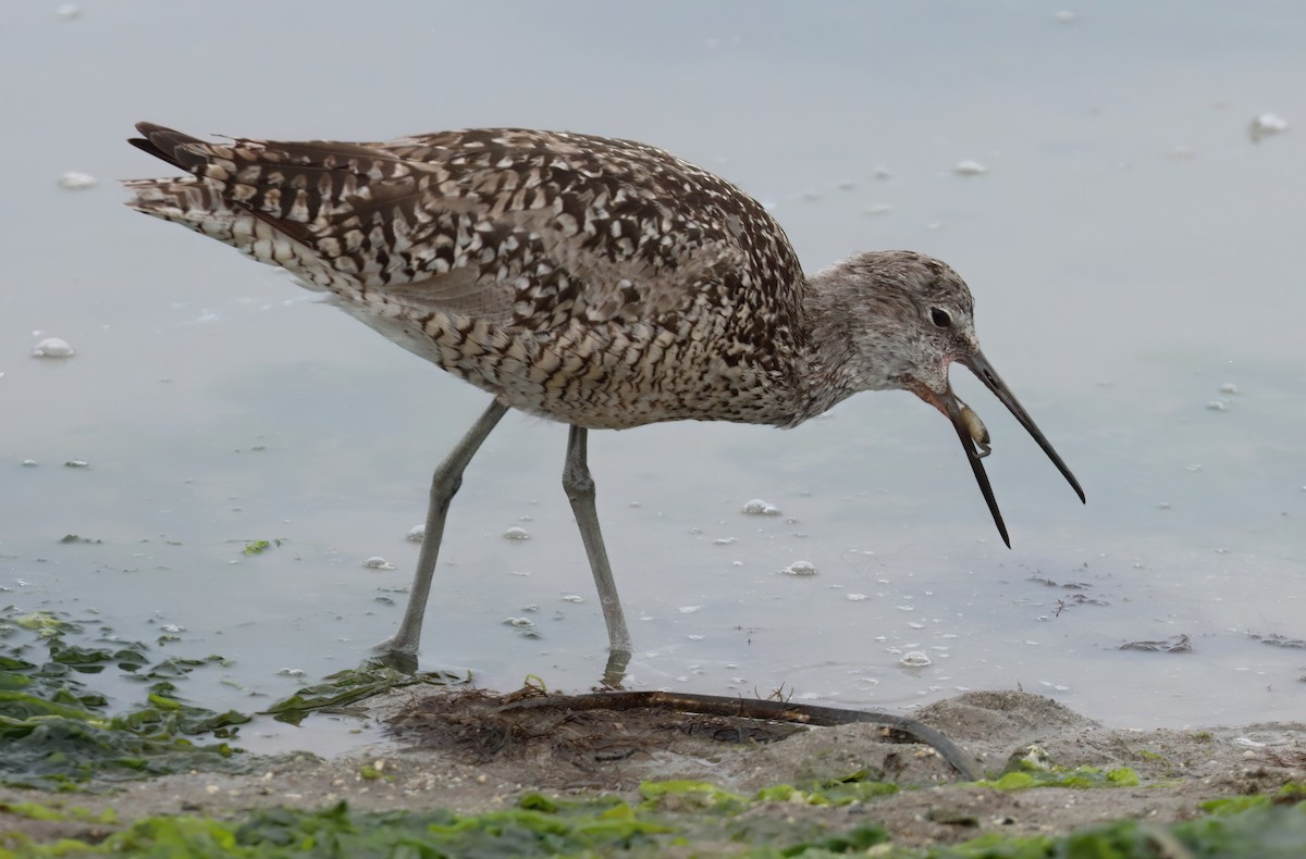 Willet - ML621693723