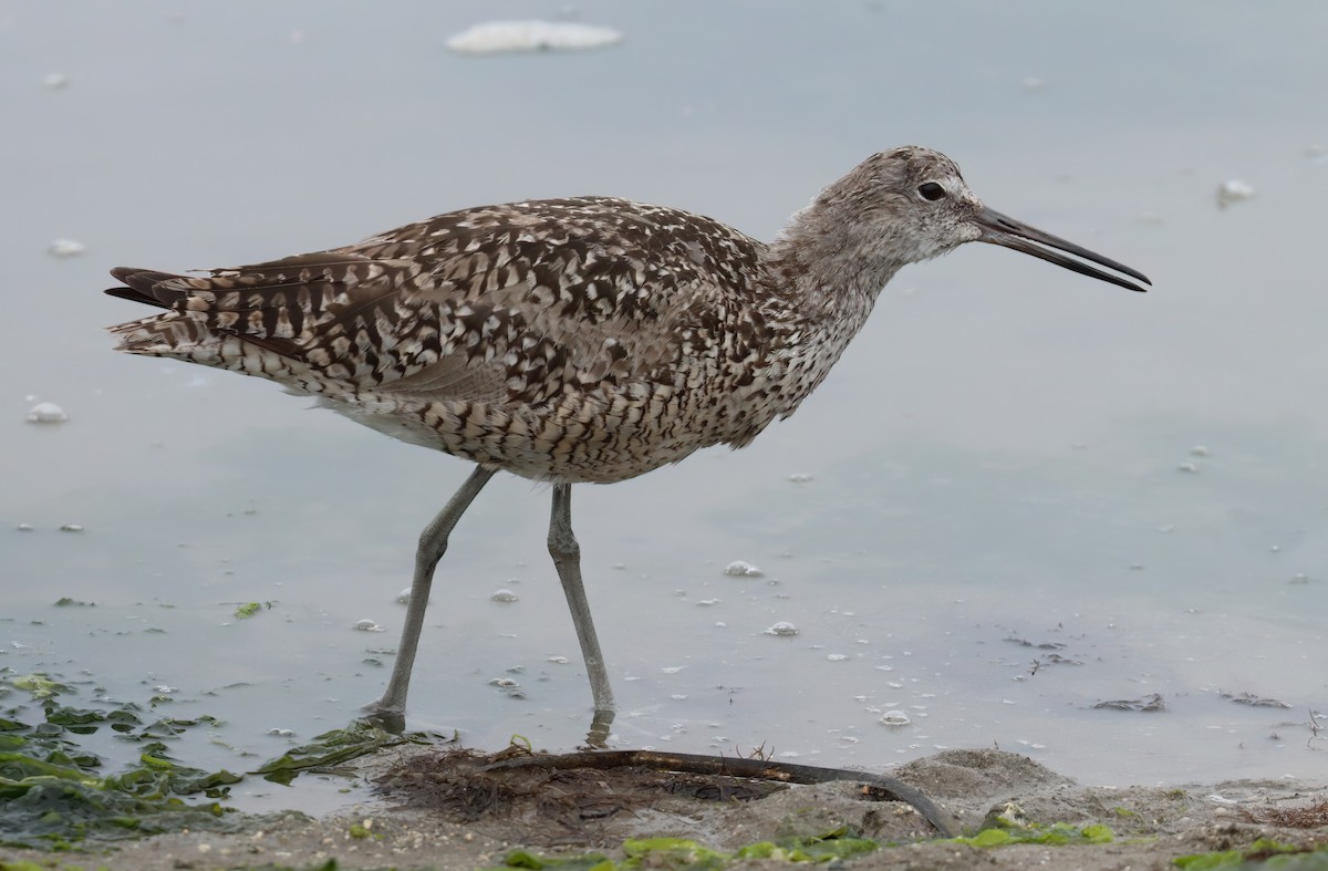 Willet - ML621693780