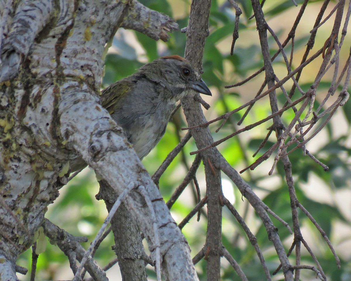 Ebird Checklist - 20 Jul 2024 - I-80--donner Summit Rest Area 