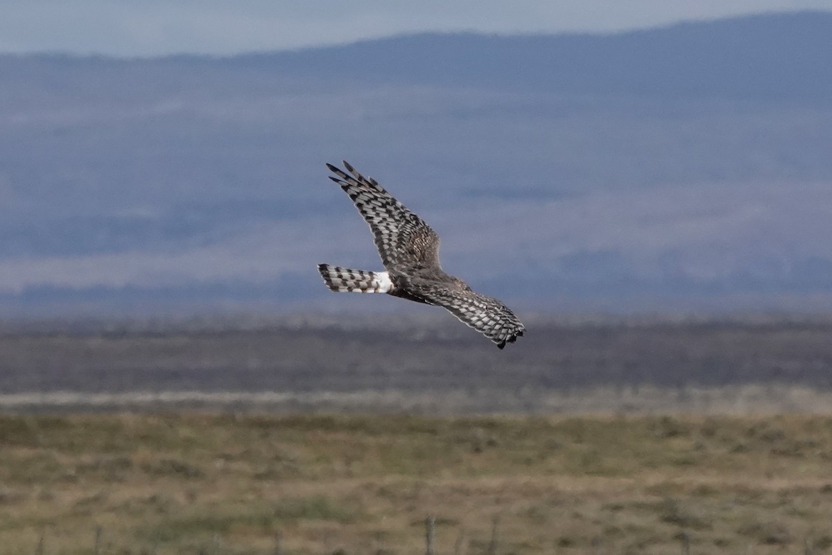 Cinereous Harrier - ML621693793