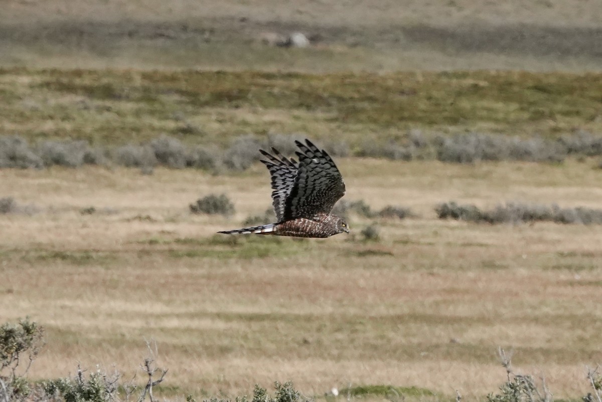 Cinereous Harrier - Benjamin Gallardo