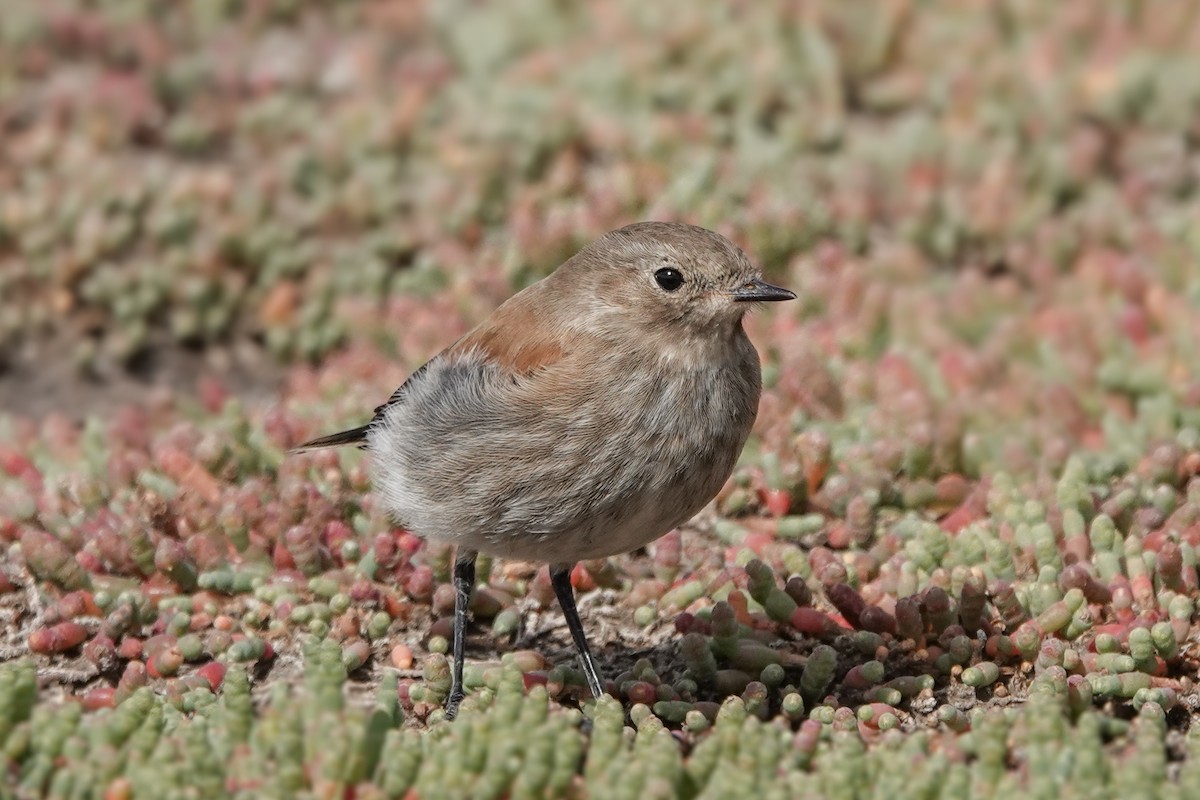 patagonianegrito - ML621693803