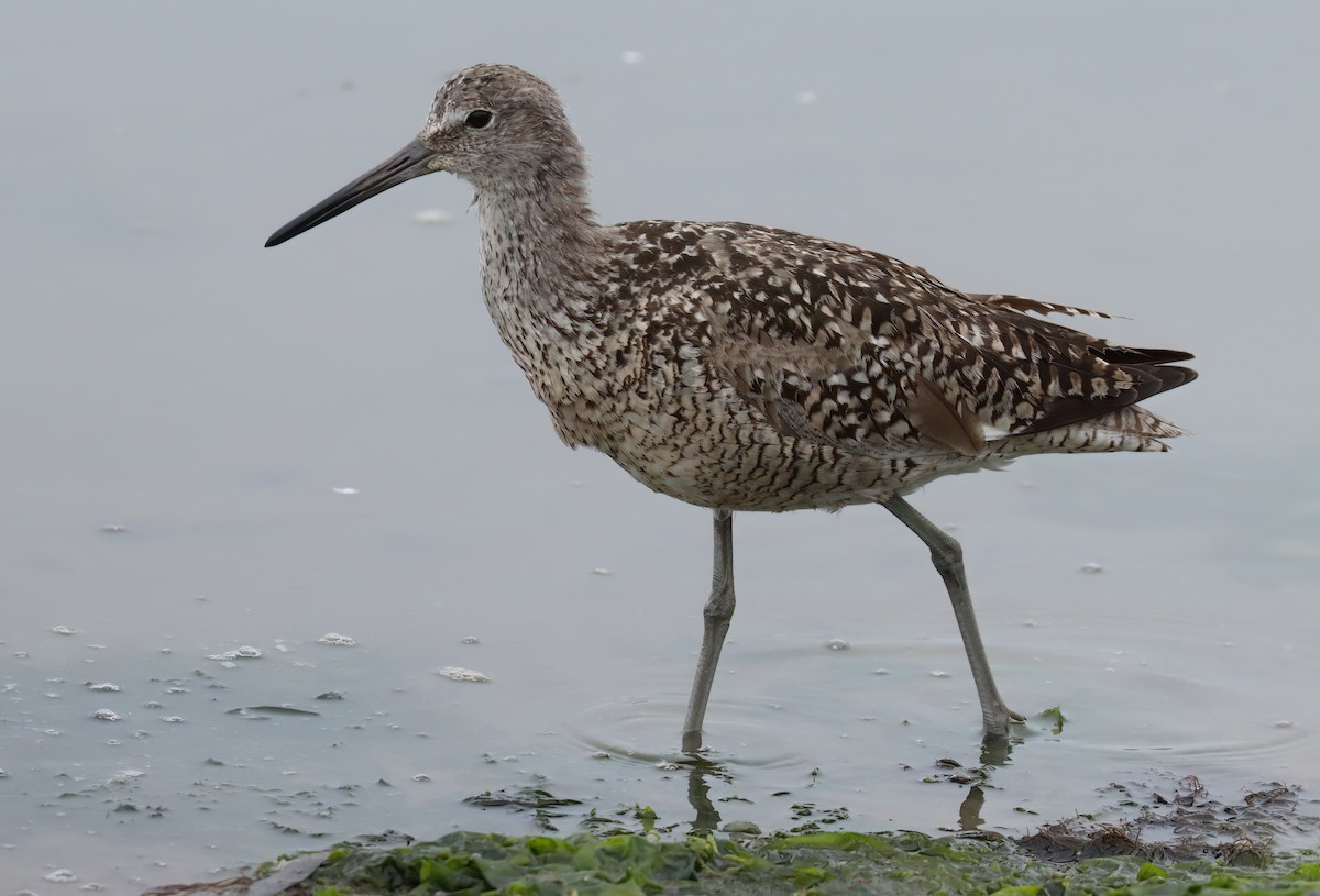 Willet - ML621693819