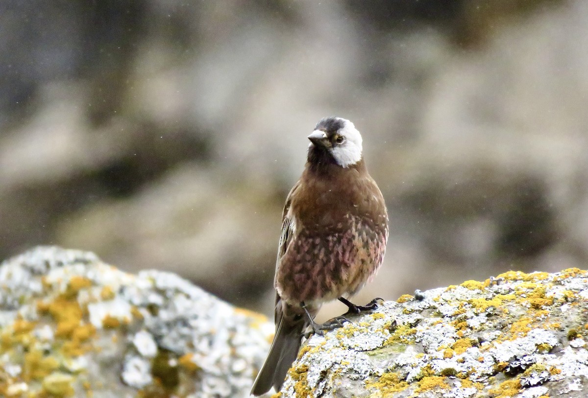 Gray-crowned Rosy-Finch - ML621693824