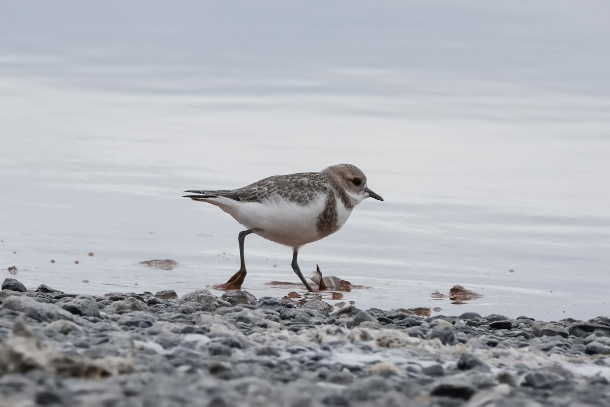 Two-banded Plover - ML621693838