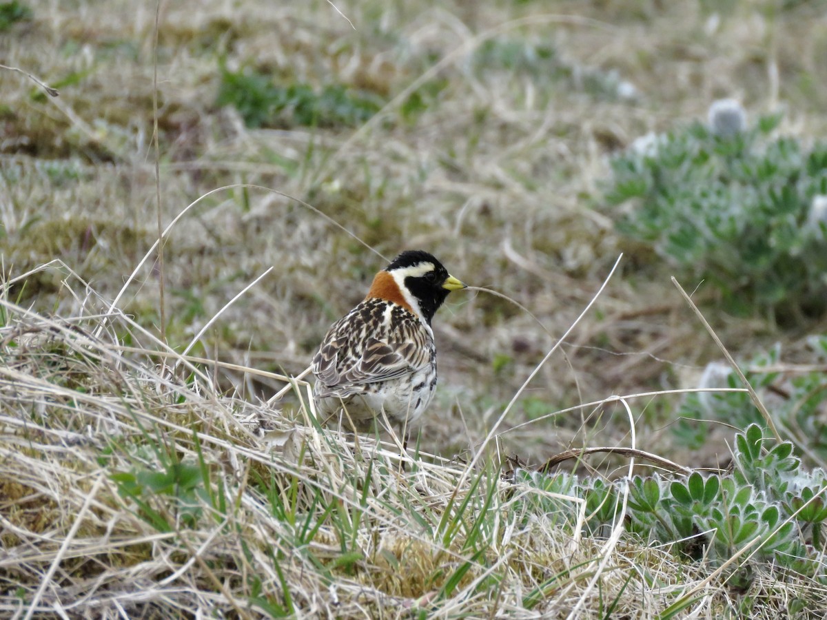 Lapland Longspur - ML621693900