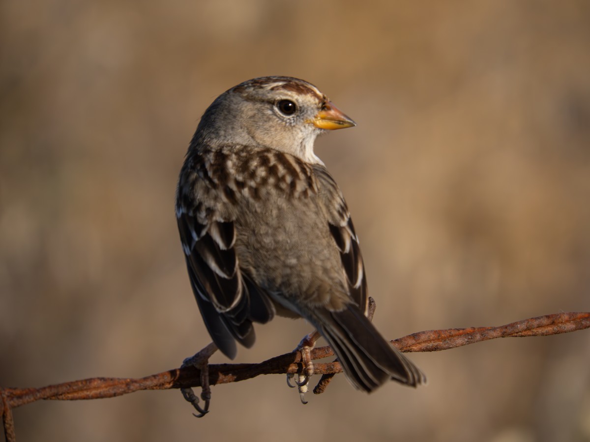 White-crowned Sparrow (Gambel's) - ML621693921