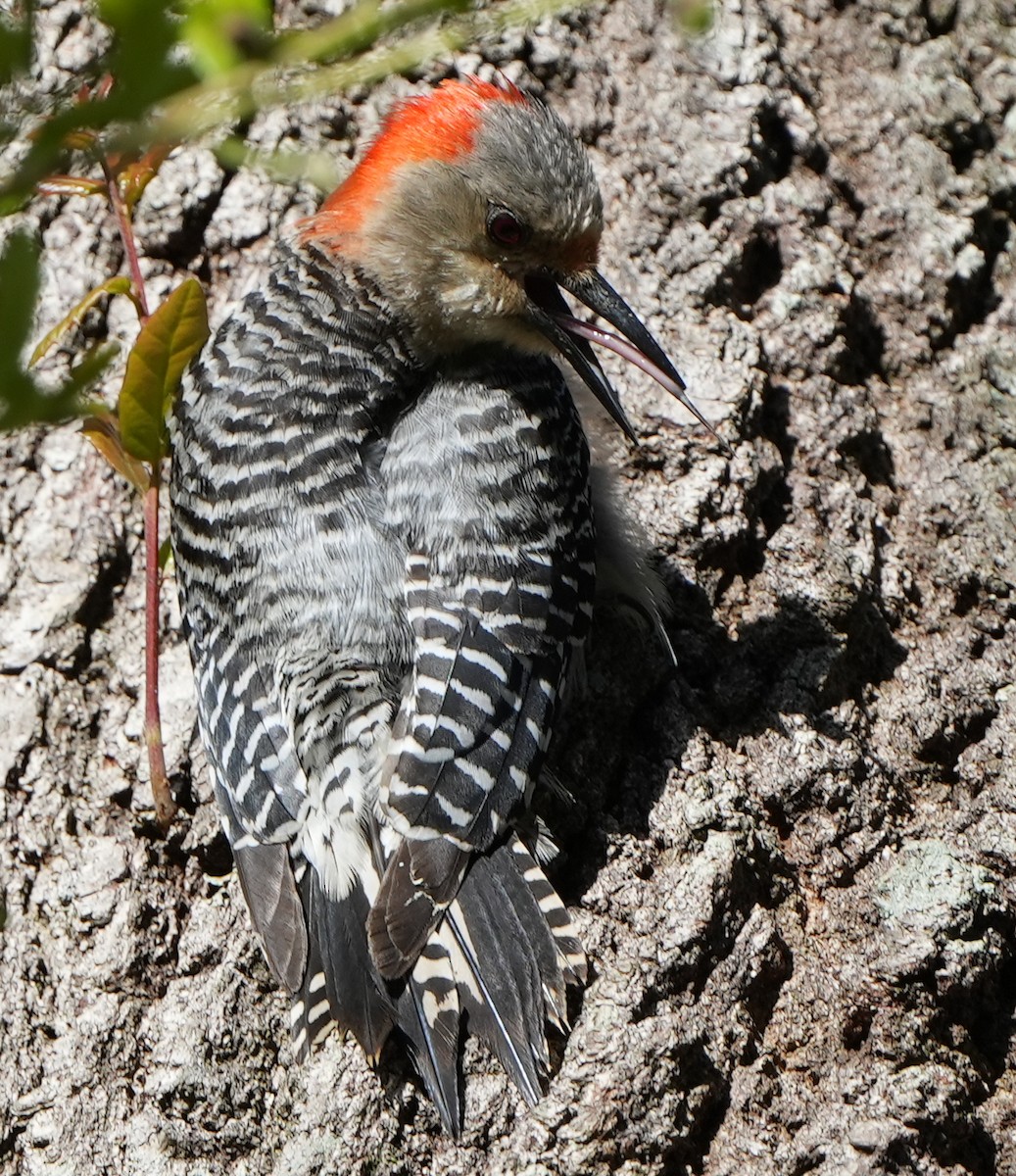 Red-bellied Woodpecker - ML621693936