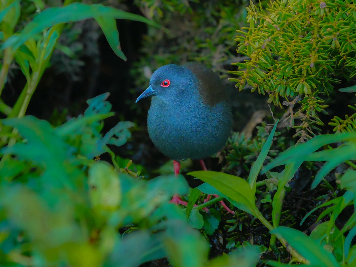 Spotless Crake - ML621693938