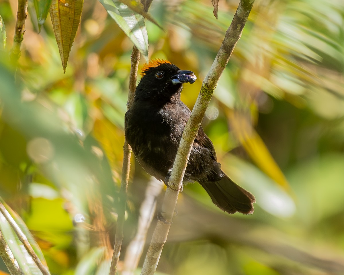 Tawny-crested Tanager - ML621693941