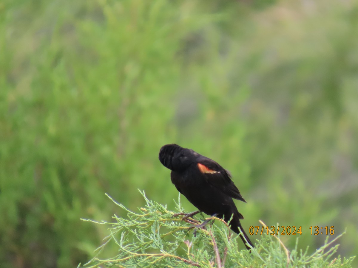 Red-winged Blackbird - ML621693945