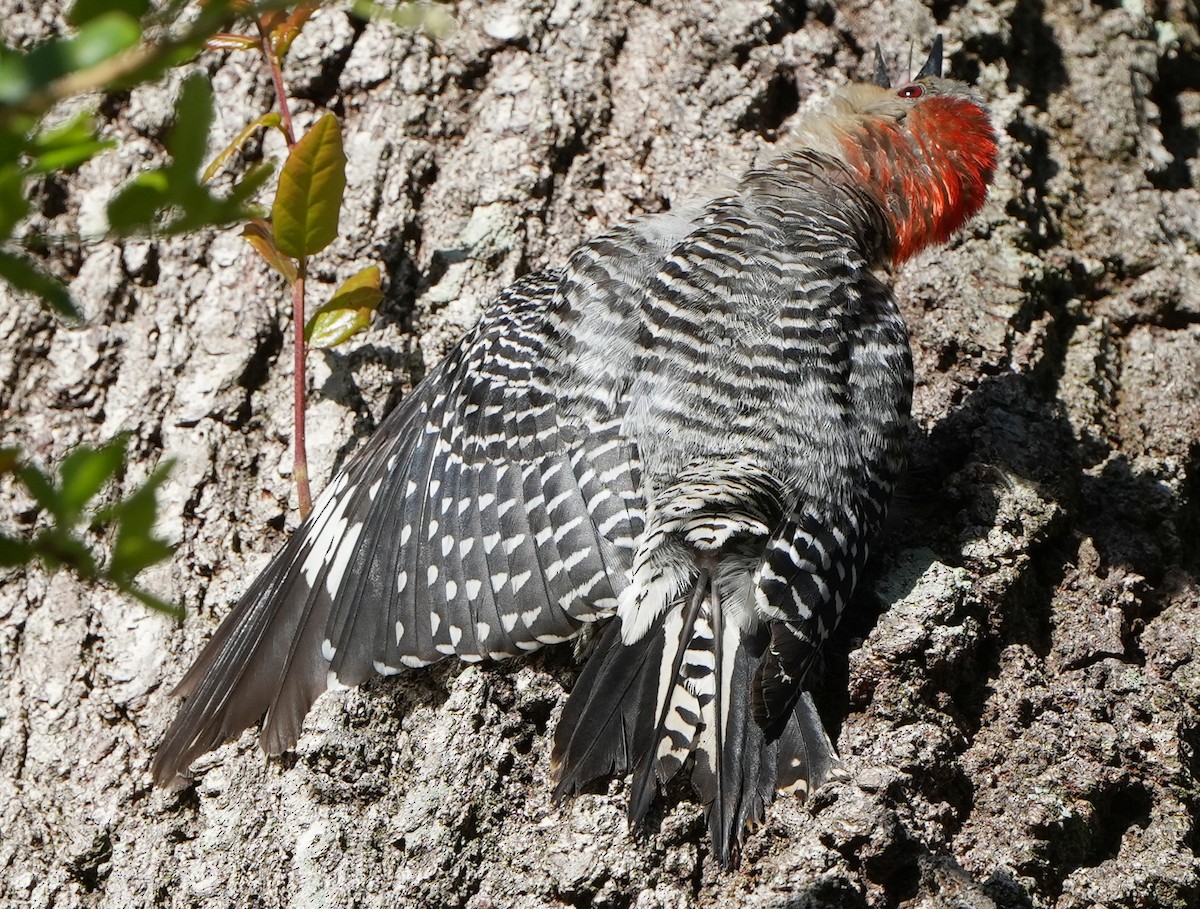 Red-bellied Woodpecker - ML621693958