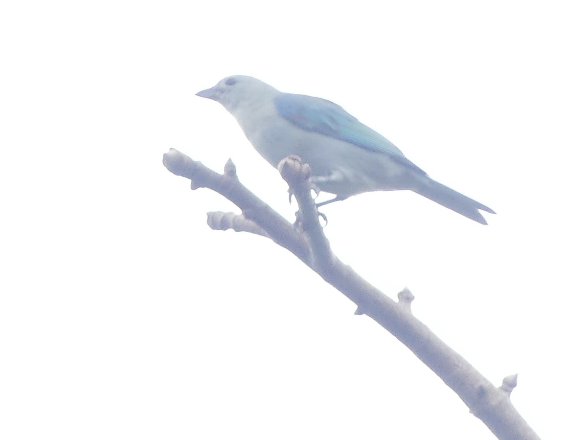 Blue-gray Tanager - ML621694066