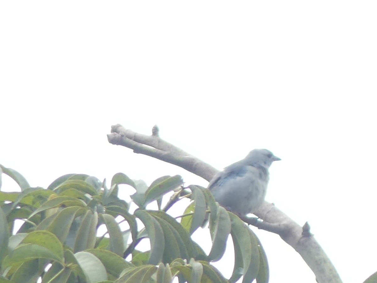 Blue-gray Tanager - ML621694067