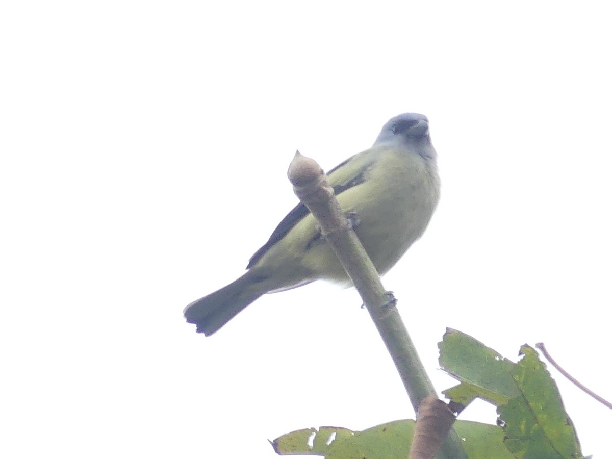 Yellow-winged Tanager - ML621694076