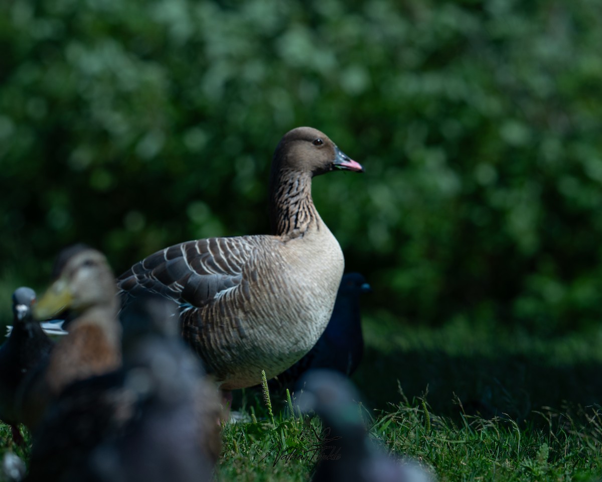Pink-footed Goose - ML621694090