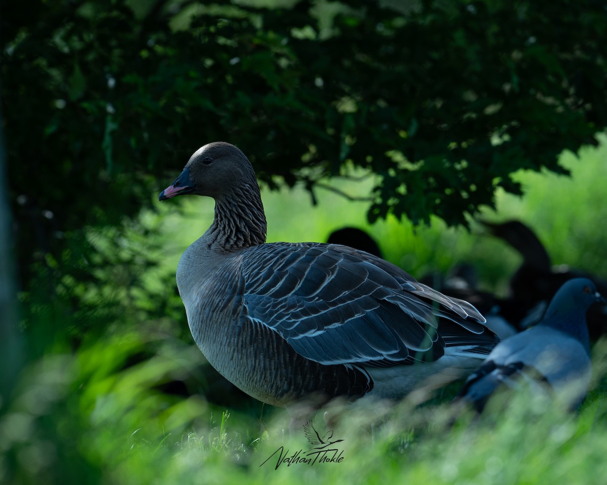 Pink-footed Goose - ML621694091