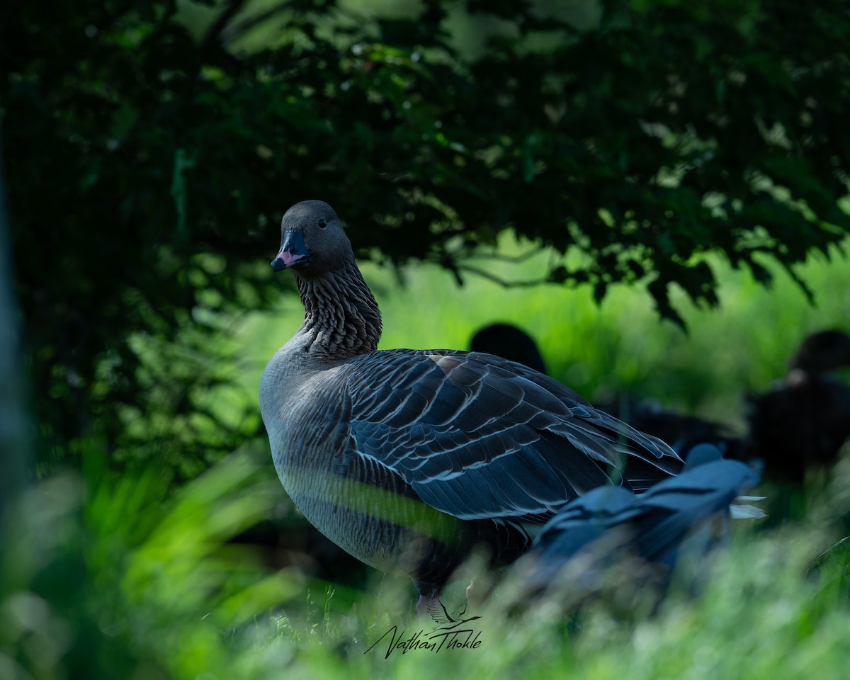 Pink-footed Goose - ML621694092