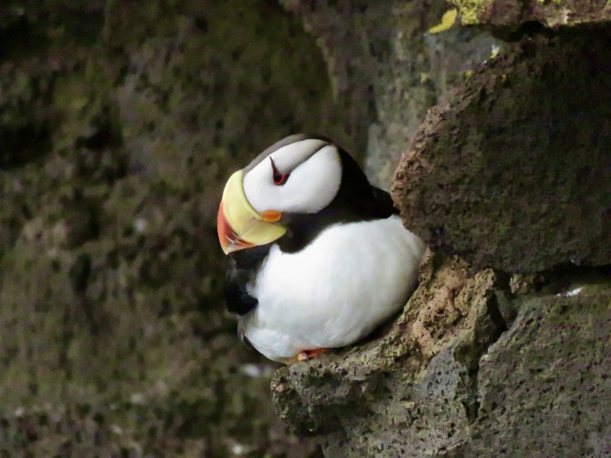 Horned Puffin - Larry Moore