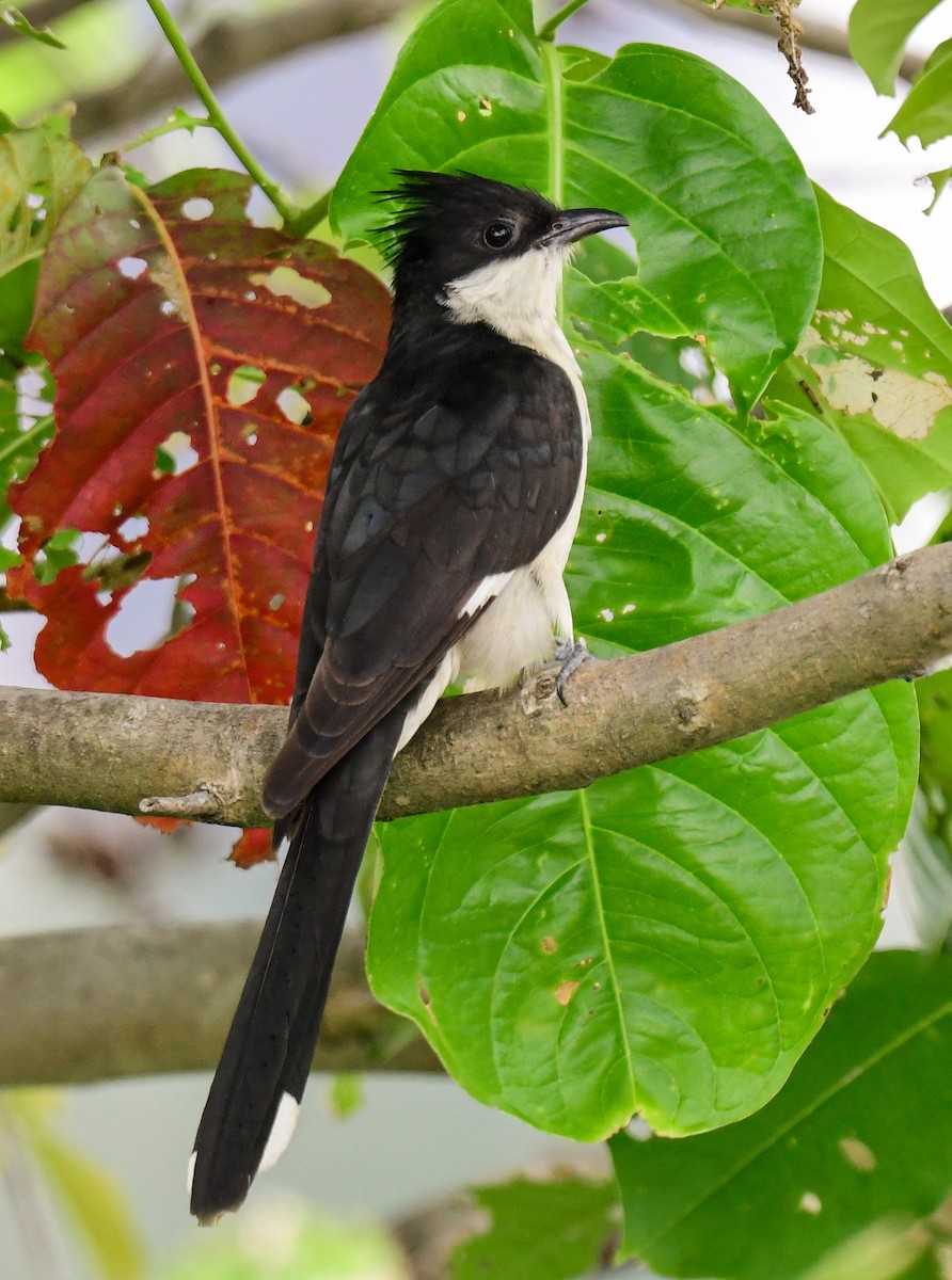 Pied Cuckoo - ML621694246