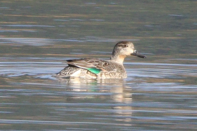 Green-winged Teal - ML621694345