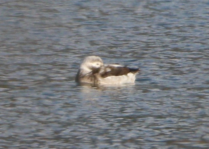 Long-tailed Duck - ML621694347