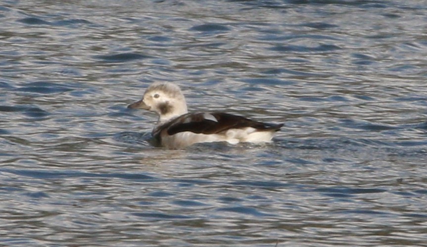 Long-tailed Duck - ML621694348
