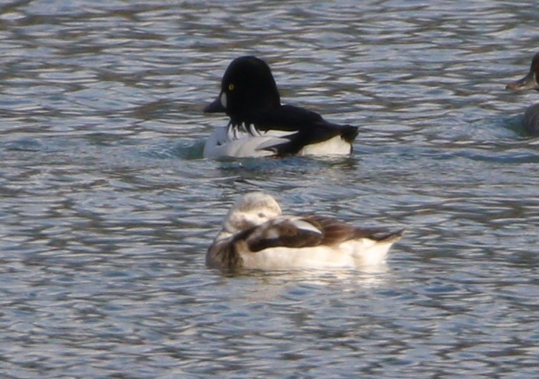 Long-tailed Duck - ML621694349