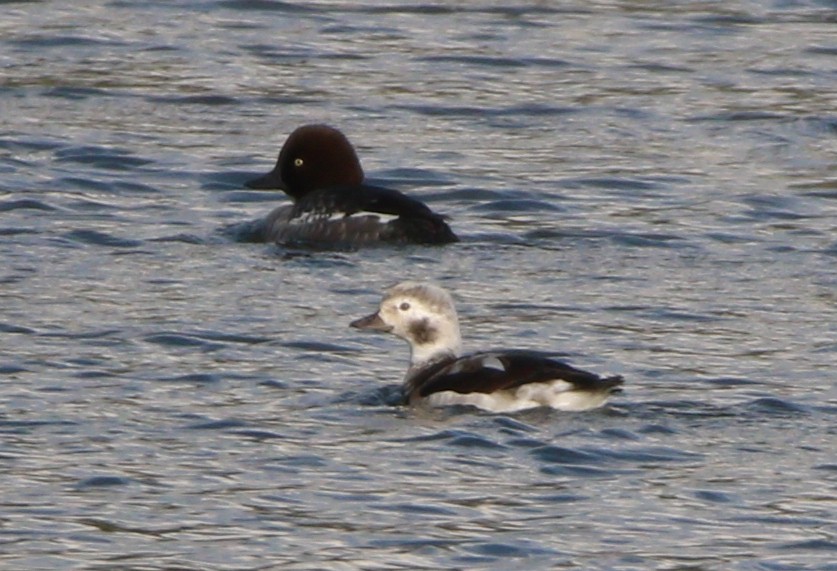 Long-tailed Duck - ML621694350