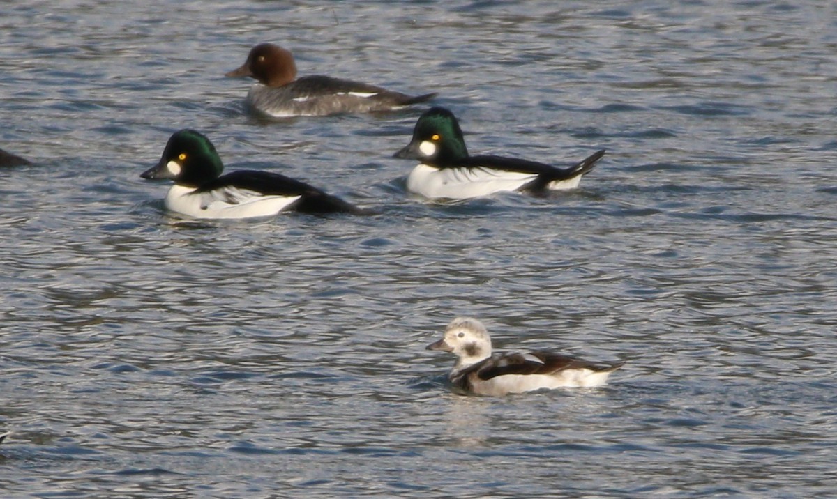 Long-tailed Duck - ML621694351