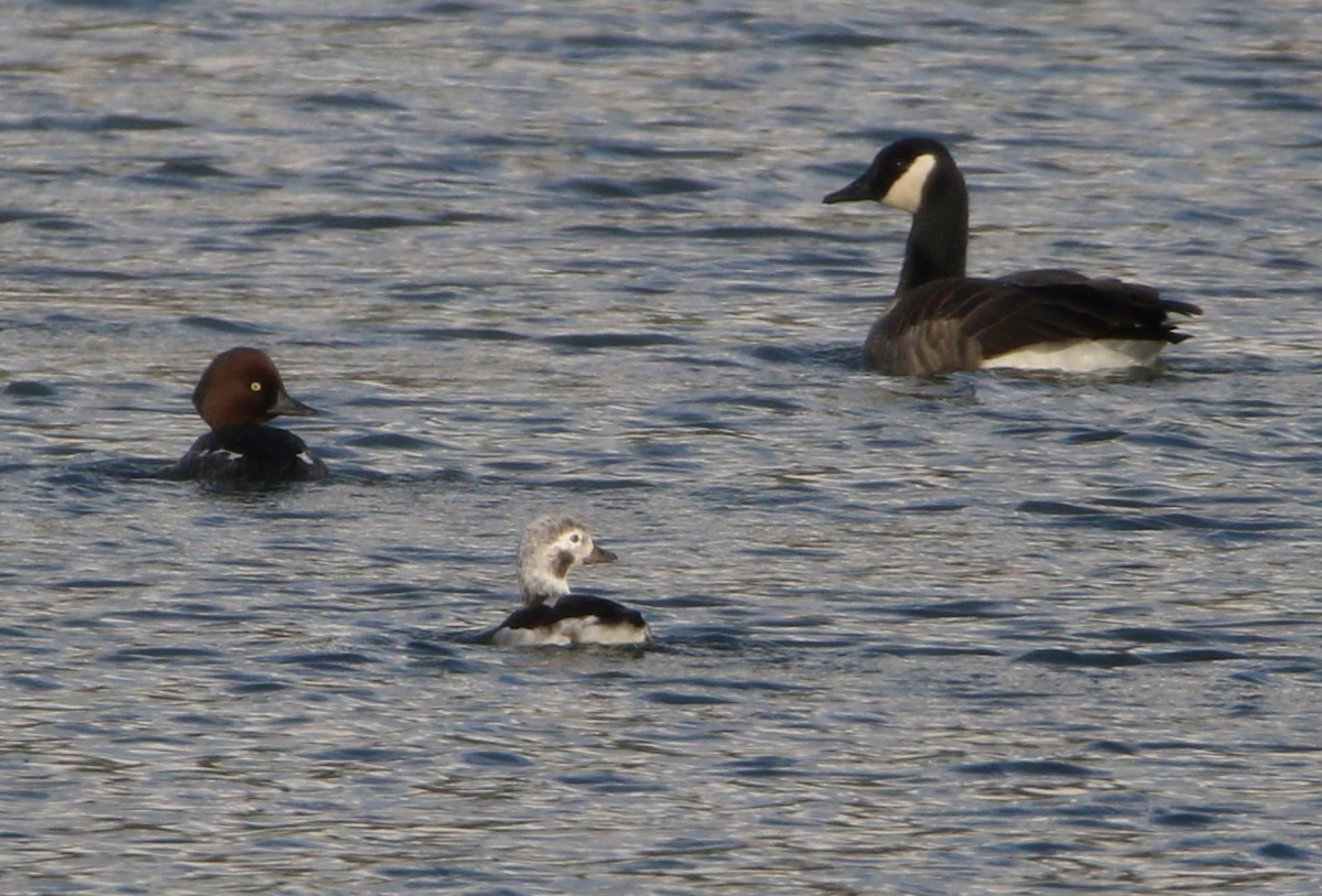 Long-tailed Duck - ML621694352