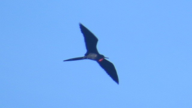 Magnificent Frigatebird - Luke Pheneger