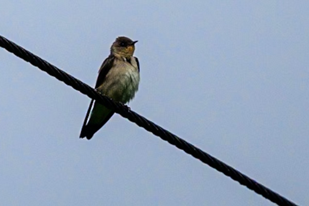 Southern Rough-winged Swallow - ML621694418