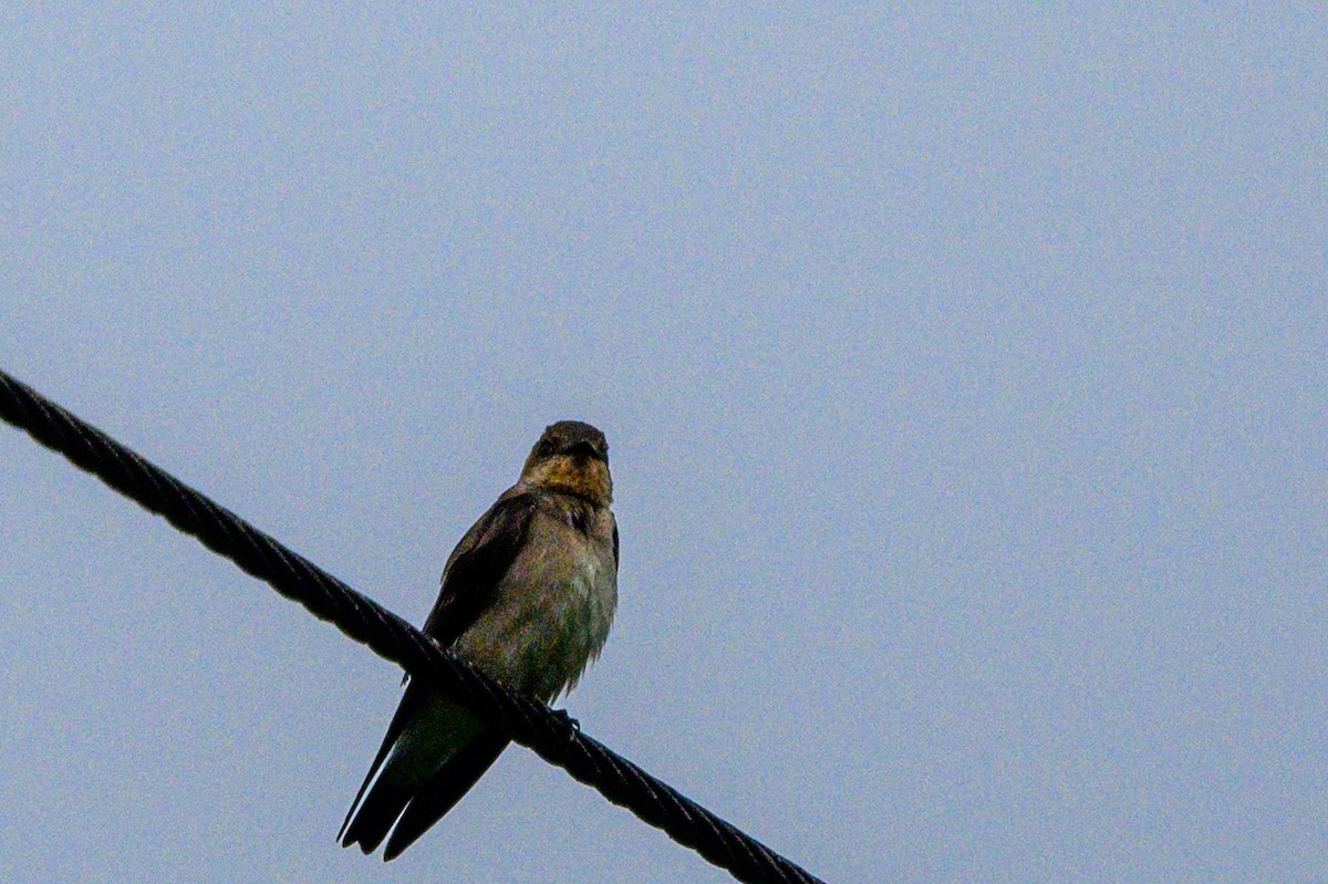 Southern Rough-winged Swallow - ML621694419