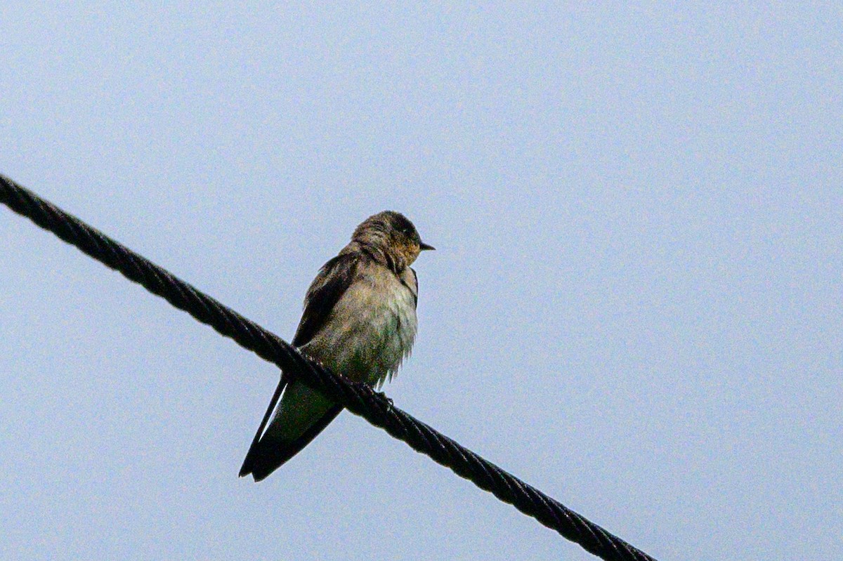 Southern Rough-winged Swallow - ML621694420