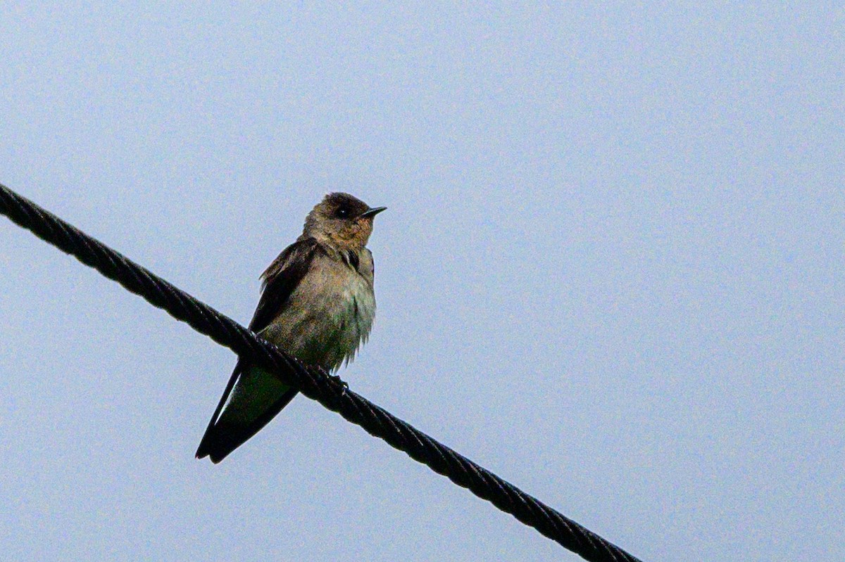 Southern Rough-winged Swallow - ML621694421