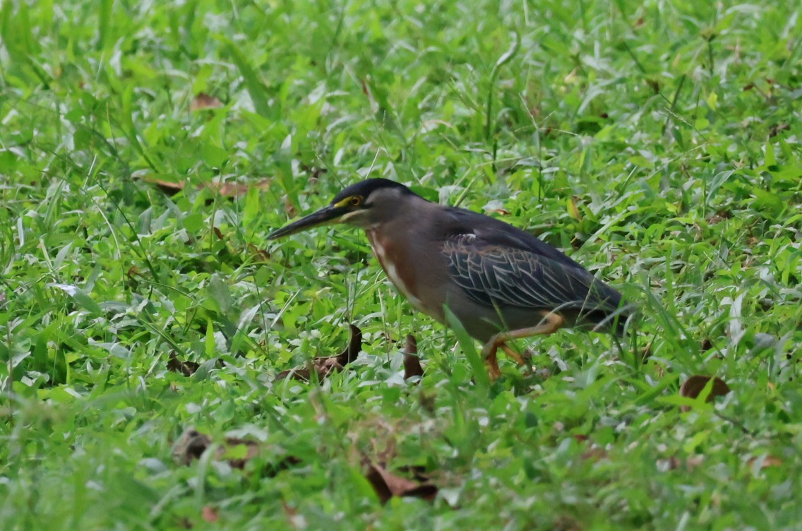 Striated Heron - ML621694437