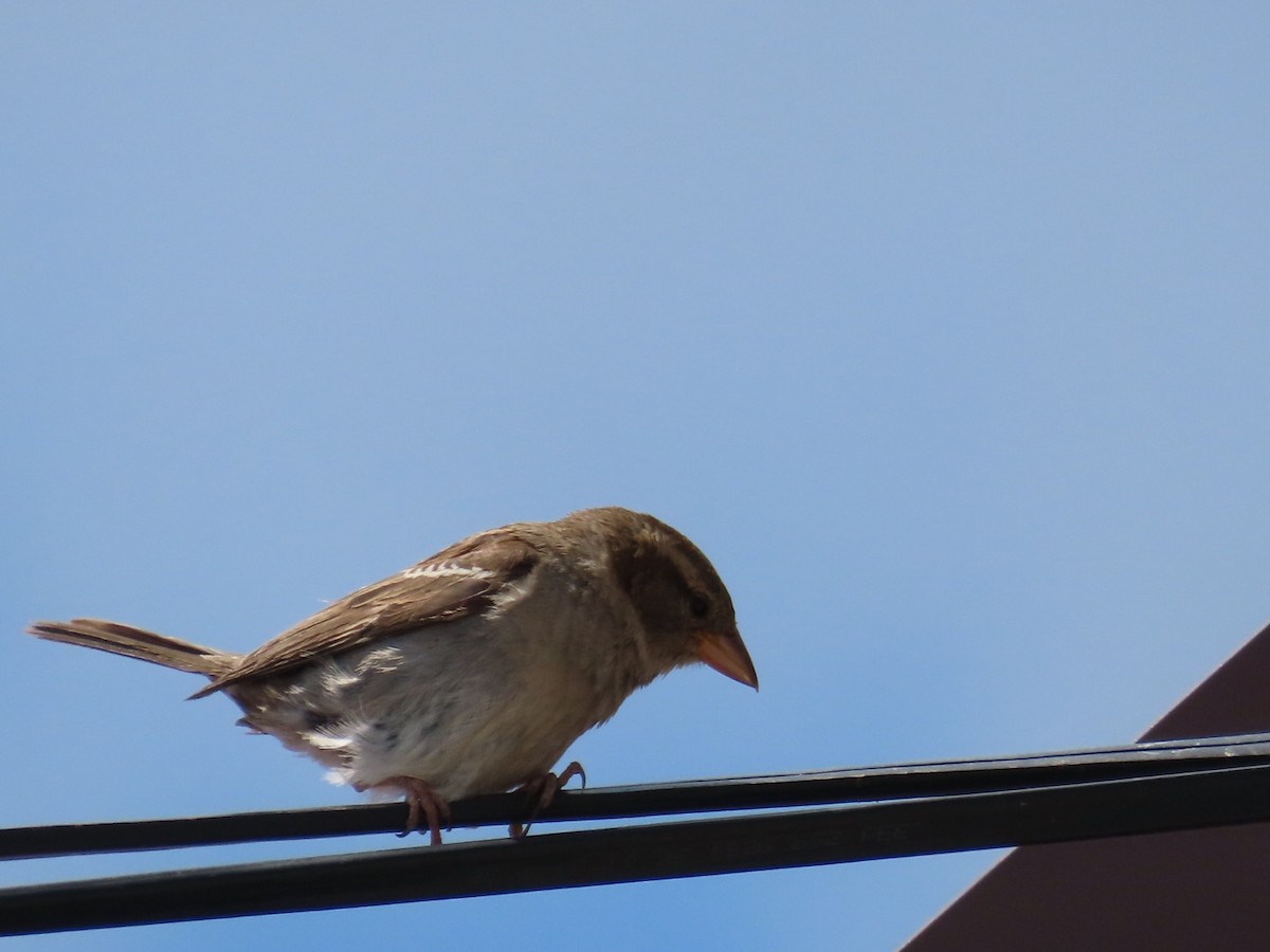 House Sparrow - ML621694471